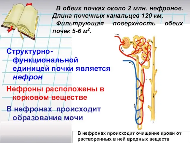 Структурно- функциональной единицей почки является нефрон Нефроны расположены в корковом веществе В