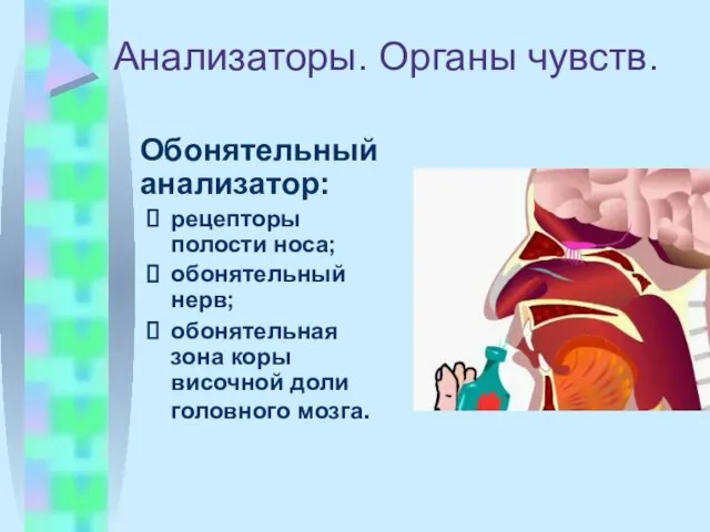 Анализаторы. Органы чувств. Обонятельный анализатор: рецепторы полости носа; обонятельный нерв; обонятельная зона