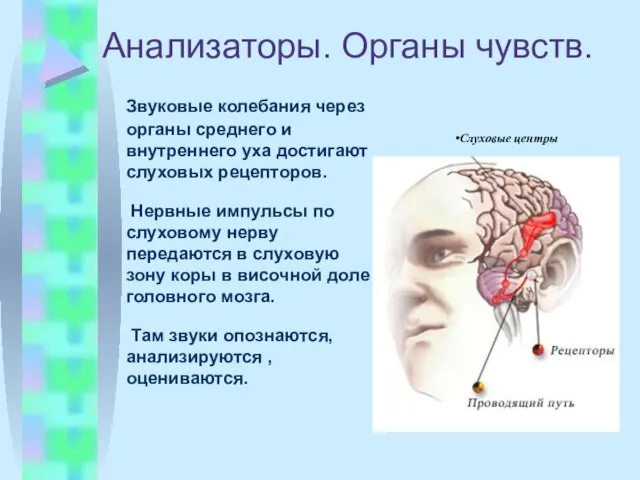 Анализаторы. Органы чувств. Звуковые колебания через органы среднего и внутреннего уха достигают