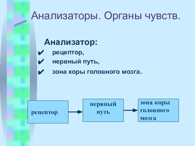 Анализаторы. Органы чувств. Анализатор: рецептор, нервный путь, зона коры головного мозга.