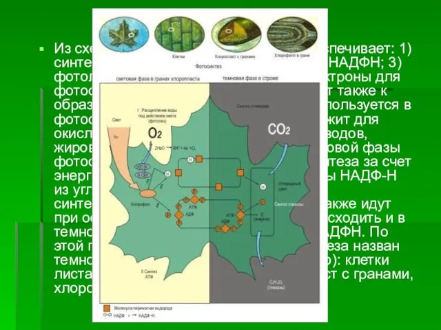 Из схемы видно, что энергия света обеспечивает: 1) синтез АТФ; 2) восстановление