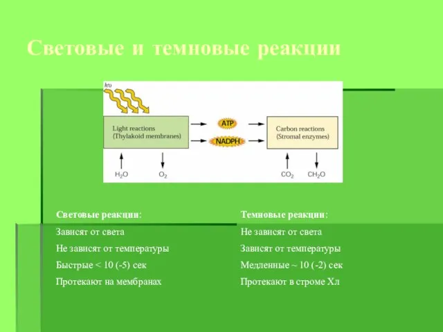 Световые и темновые реакции Световые реакции: Зависят от света Не зависят от