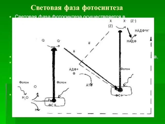 Световая фаза фотосинтеза Световая фаза фотосинтеза осуществляется в хлоропластах, где на мембранах