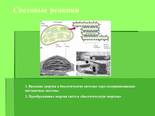 Световые реакции 1. Введение энергии в биологические системы через воспринимающие пигментные системы