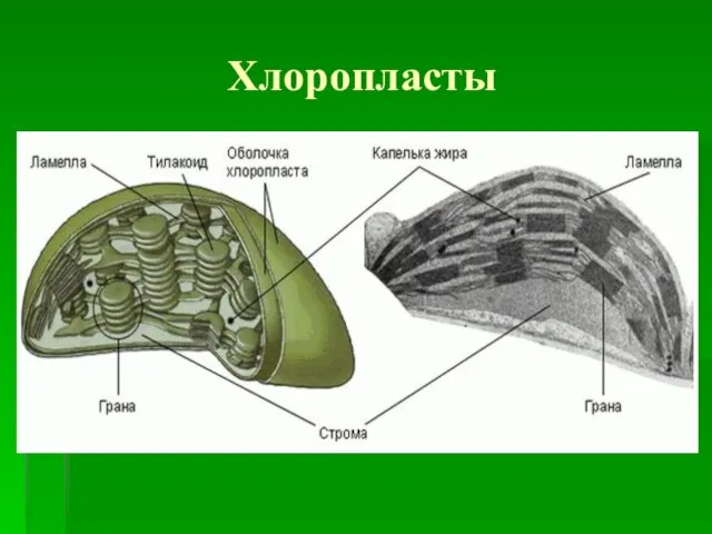 Хлоропласты Хлоропласты (от греч. chlorós — зелёный и plastós — вылепленный, образованный),