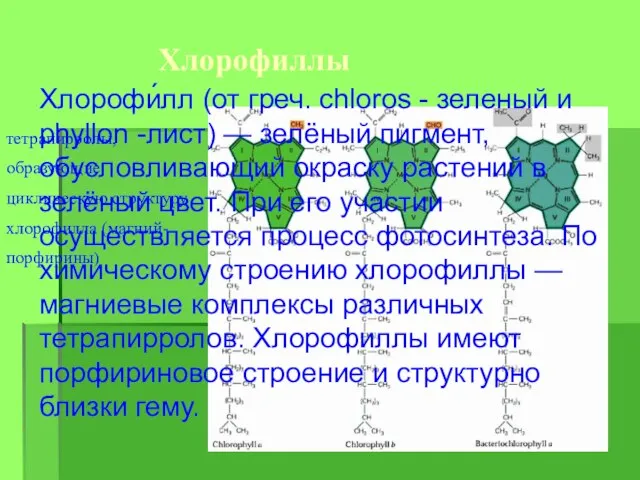 Хлорофиллы тетрапирролы, образующие циклическую структуру хлорофилла (магний-порфирины) Хлорофи́лл (от греч. chloros -