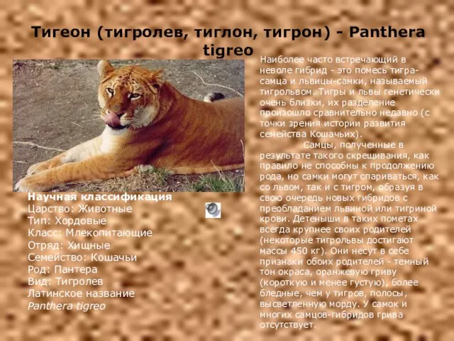 Тигеон (тигролев, тиглон, тигрон) - Panthera tigreo Научная классификация Царство: Животные Тип: