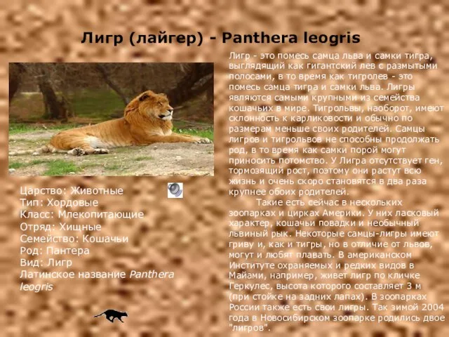 Царство: Животные Тип: Хордовые Класс: Млекопитающие Отряд: Хищные Семейство: Кошачьи Род: Пантера