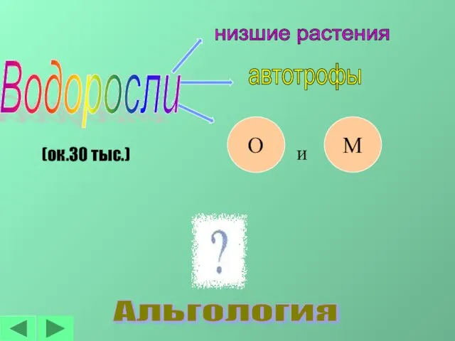 низшие растения автотрофы (ок.30 тыс.) О М и Альгология Водоросли