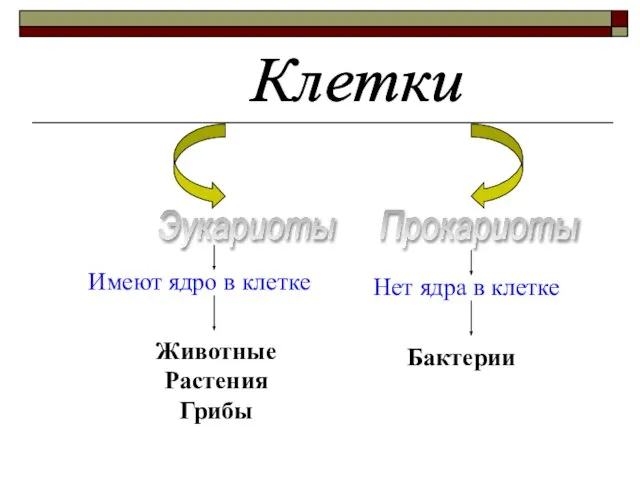 Клетки Эукариоты Прокариоты Имеют ядро в клетке Нет ядра в клетке Животные Растения Грибы Бактерии