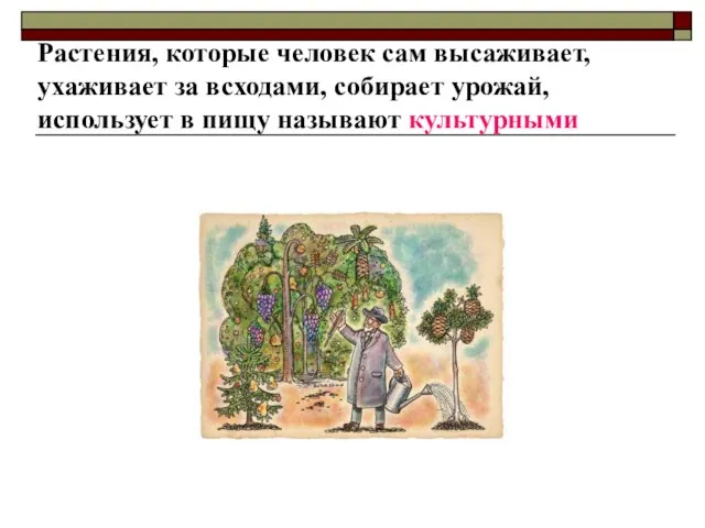 Растения, которые человек сам высаживает, ухаживает за всходами, собирает урожай, использует в пищу называют культурными