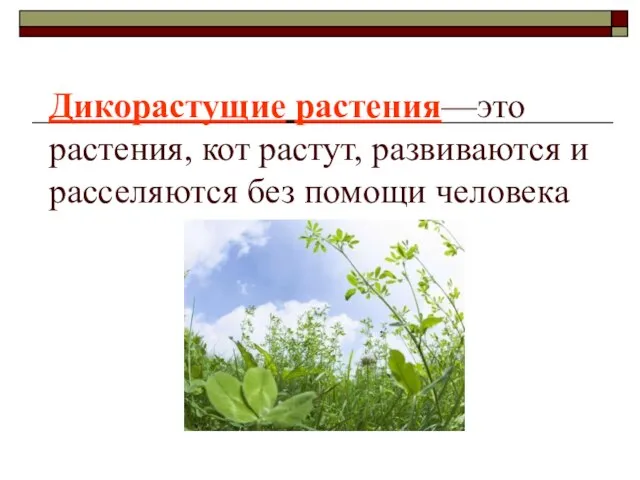 Дикорастущие растения—это растения, кот растут, развиваются и расселяются без помощи человека