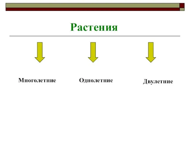 Растения Многолетние Однолетние Двулетние