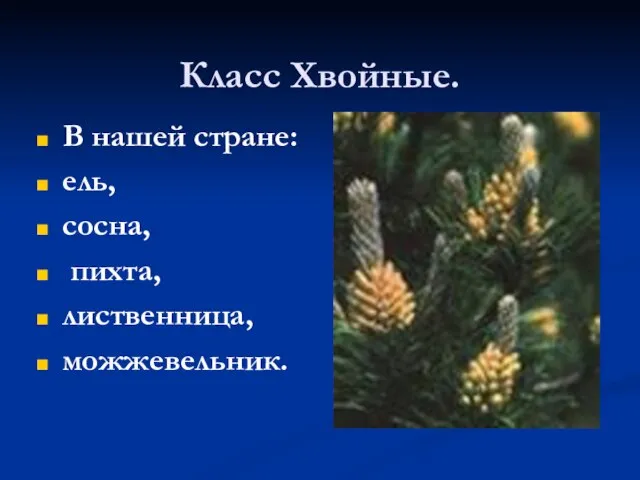 Класс Хвойные. В нашей стране: ель, сосна, пихта, лиственница, можжевельник.