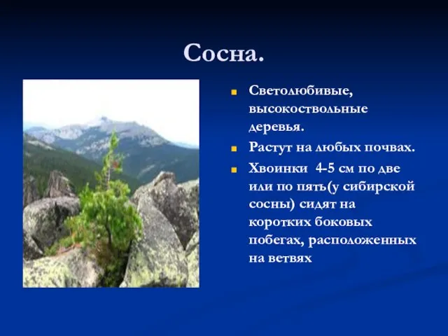 Сосна. Светолюбивые, высокоствольные деревья. Растут на любых почвах. Хвоинки 4-5 см по