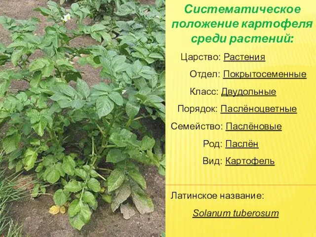 Царство: Растения Отдел: Покрытосеменные Класс: Двудольные Порядок: Паслёноцветные Семейство: Паслёновые Род: Паслён