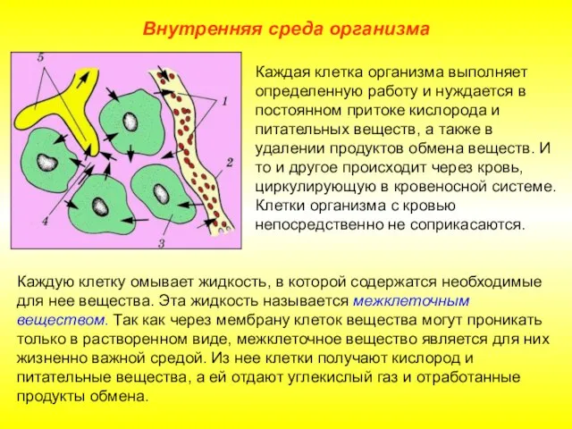 Внутренняя среда организма Каждая клетка организма выполняет определенную работу и нуждается в