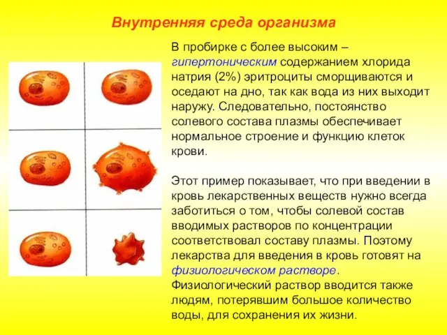 Внутренняя среда организма В пробирке с более высоким – гипертоническим содержанием хлорида