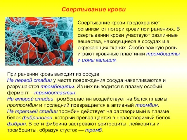 Свертывание крови При ранении кровь выходит из сосуда. На первой стадии у