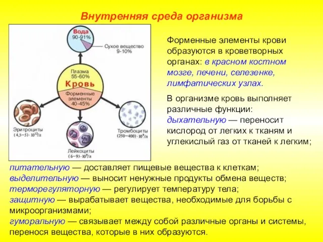 Внутренняя среда организма питательную — доставляет пищевые вещества к клеткам; выделительную —