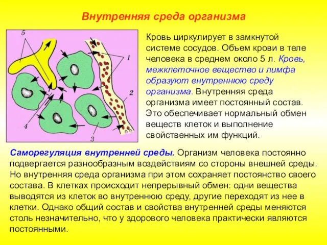 Внутренняя среда организма Саморегуляция внутренней среды. Организм человека постоянно подвергается разнообразным воздействиям