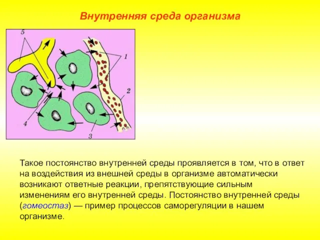 Внутренняя среда организма Такое постоянство внутренней среды проявляется в том, что в