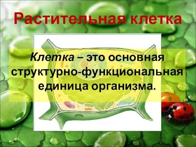 Растительная клетка Клетка – это основная структурно-функциональная единица организма.