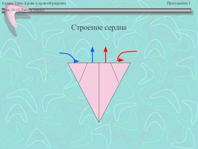 8 класс Тема. Кровь и кровообращение Приложение 1 Урок 26 (4) Работа сердца Строение сердца