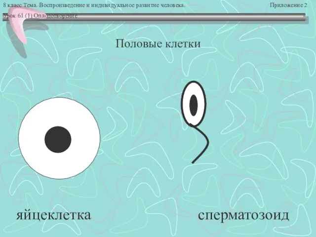 8 класс Тема. Воспроизведение и индивидуальное развитие человека. Приложение 2 Урок 61