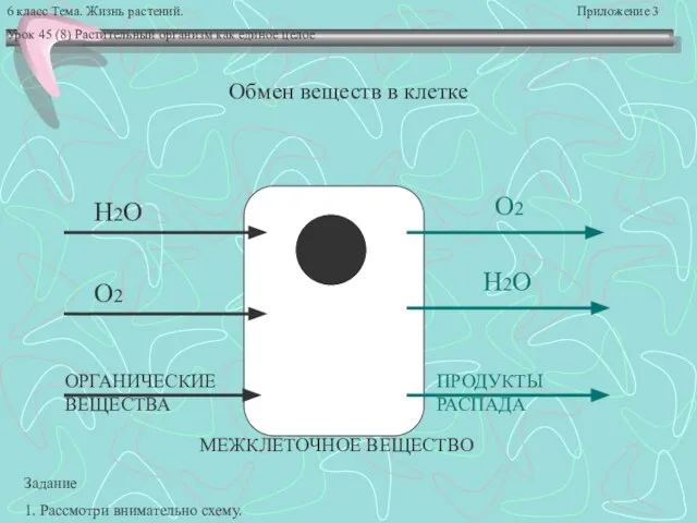 6 класс Тема. Жизнь растений. Приложение 3 Урок 45 (8) Растительный организм