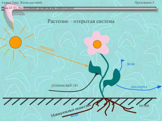 6 класс Тема. Жизнь растений. Приложение 4 Урок 45 (8). Растительный организм