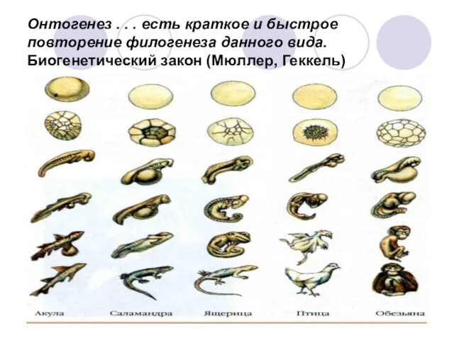 Онтогенез . . . есть краткое и быстрое повторение филогенеза данного вида. Биогенетический закон (Мюллер, Геккель)