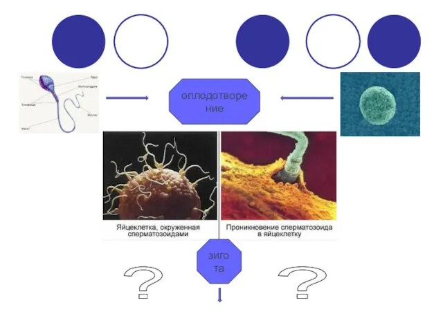 оплодотворение зигота ? ?