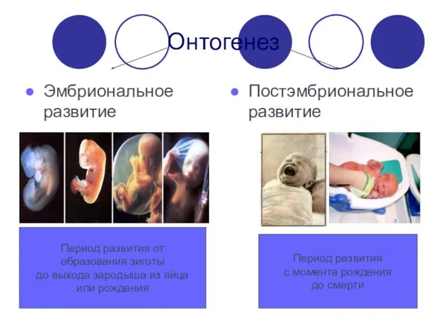 Онтогенез Эмбриональное развитие Постэмбриональное развитие Период развития от образования зиготы до выхода