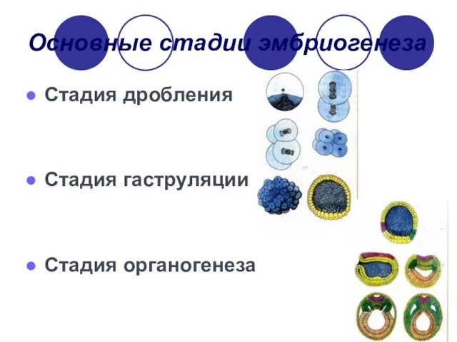 Основные стадии эмбриогенеза Стадия дробления Стадия гаструляции Стадия органогенеза