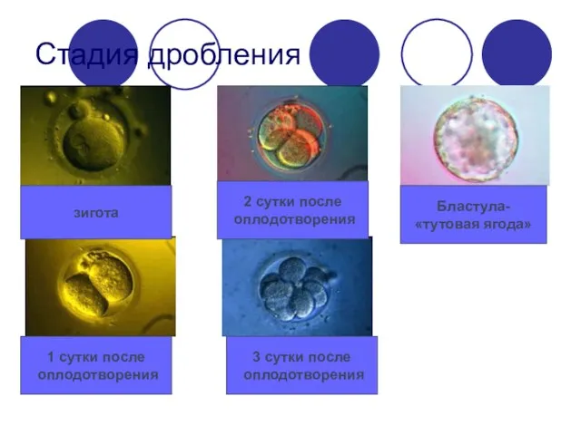 Стадия дробления зигота 1 сутки после оплодотворения 2 сутки после оплодотворения 3