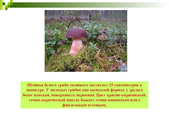 Шляпка белого гриба соснового достигает 25 сантиметров в диаметре. У молодых грибов