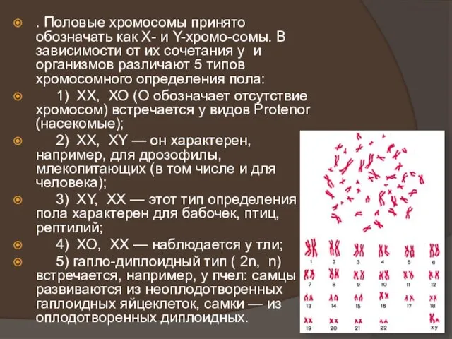 . Половые хромосомы принято обозначать как Х- и Y-хромо-сомы. В зависимости от