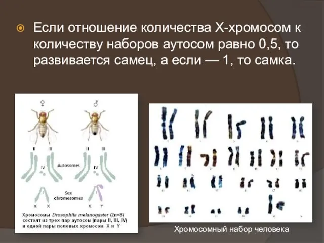 Если отношение количества Х-хромосом к количеству наборов аутосом равно 0,5, то развивается