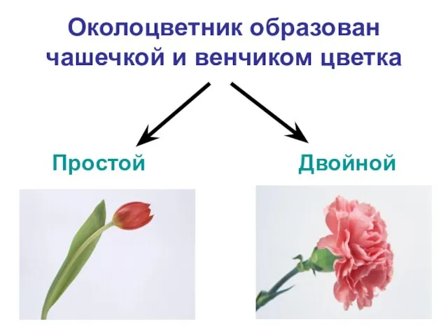 Околоцветник образован чашечкой и венчиком цветка Простой Двойной