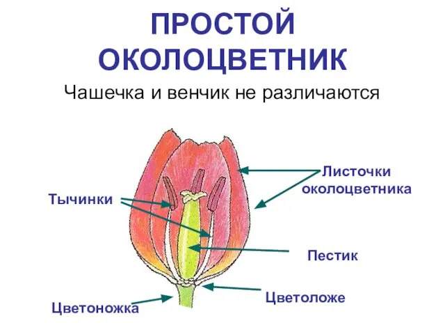 ПРОСТОЙ ОКОЛОЦВЕТНИК Чашечка и венчик не различаются Листочки околоцветника Тычинки Цветоложе Цветоножка Пестик