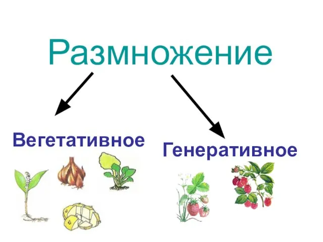 Размножение Вегетативное Генеративное