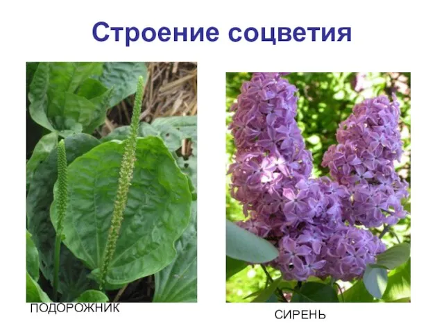 Строение соцветия ПОДОРОЖНИК СИРЕНЬ