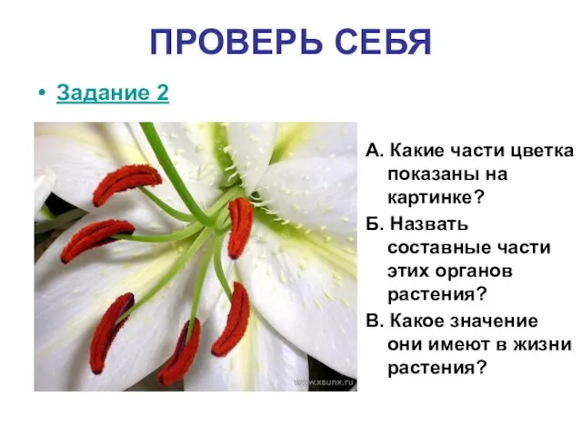 ПРОВЕРЬ СЕБЯ Задание 2 А. Какие части цветка показаны на картинке? Б.