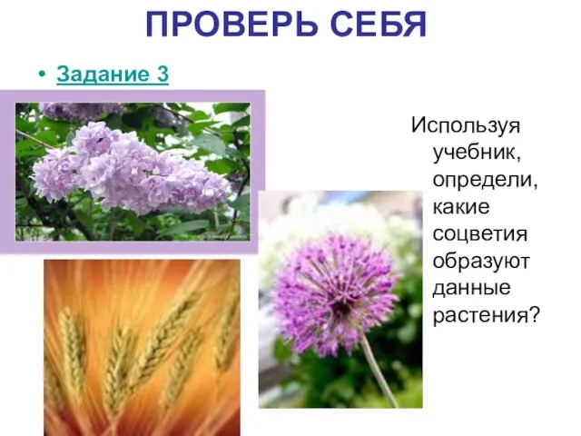 ПРОВЕРЬ СЕБЯ Задание 3 Используя учебник, определи, какие соцветия образуют данные растения?