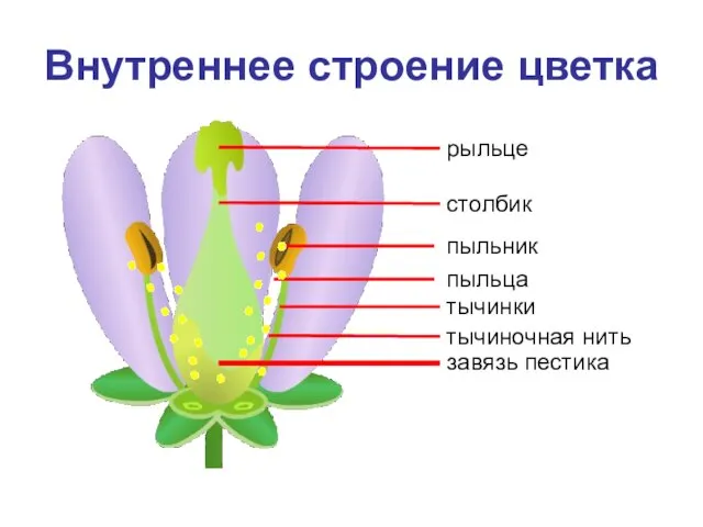 Внутреннее строение цветка