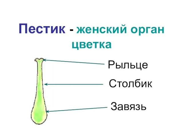 Пестик - женский орган цветка Рыльце Столбик Завязь