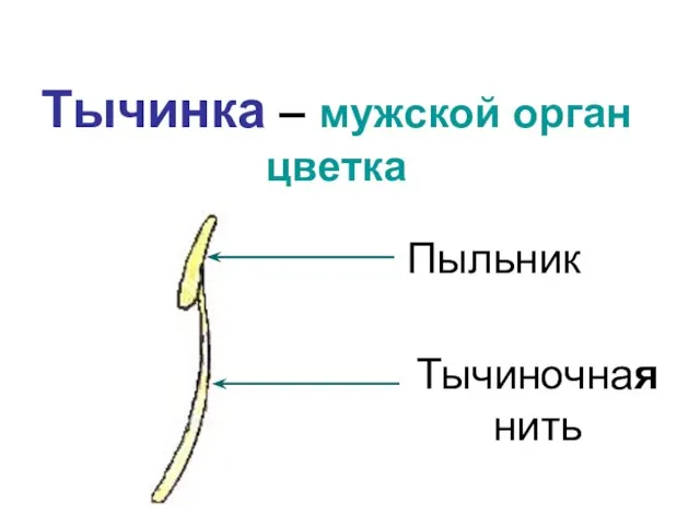 Тычинка – мужской орган цветка Пыльник Тычиночная нить