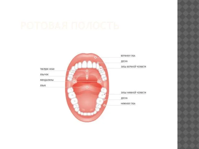 РОТОВАЯ ПОЛОСТЬ