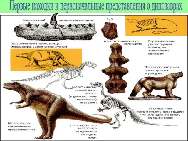 Первые находки и первоначальные представления о динозаврах